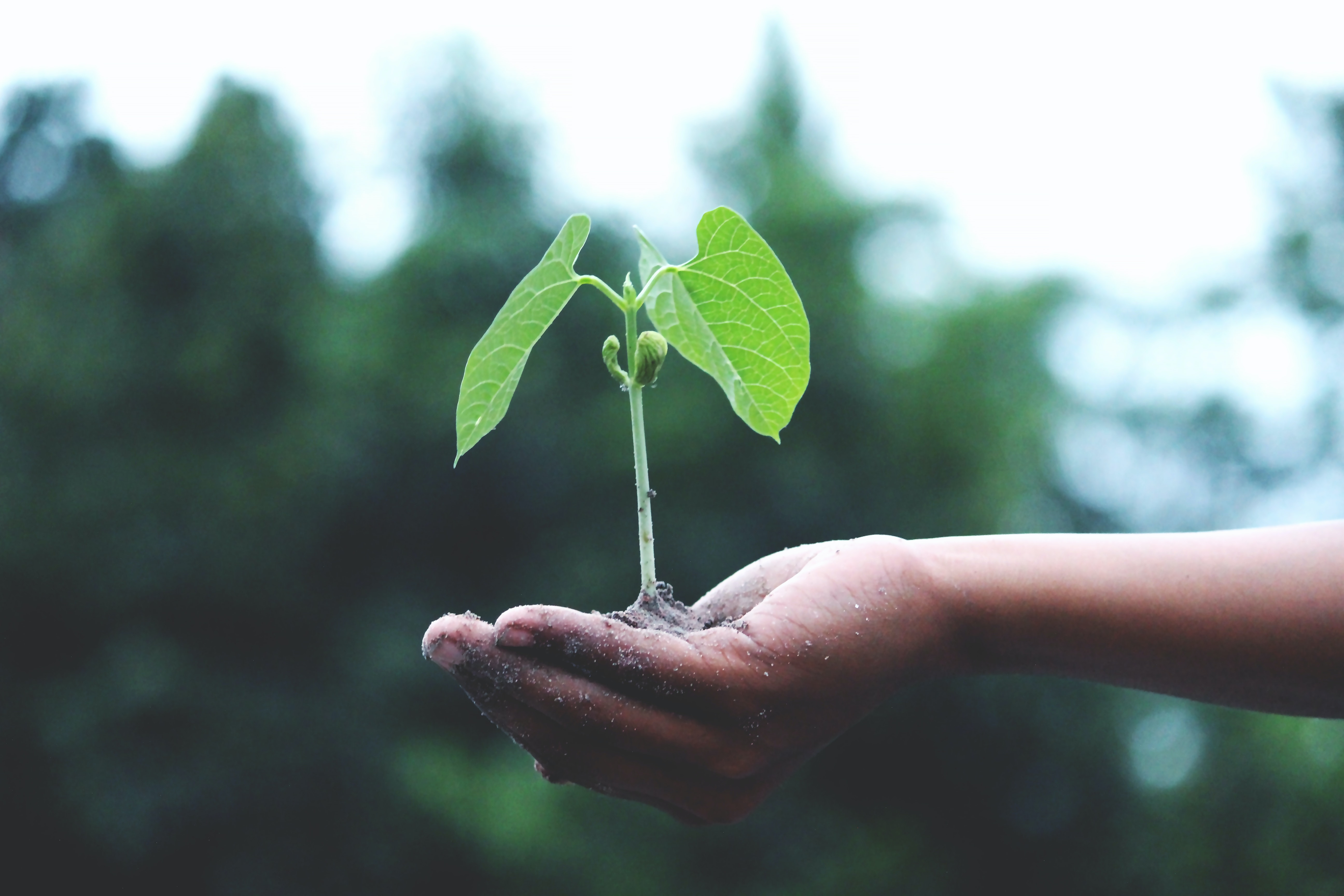 Photograph of a person holding a green plant